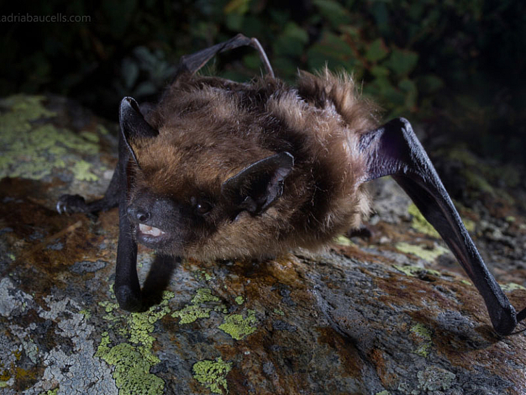 Morcego-hortelão-escuro (Eptesicus serotinus)