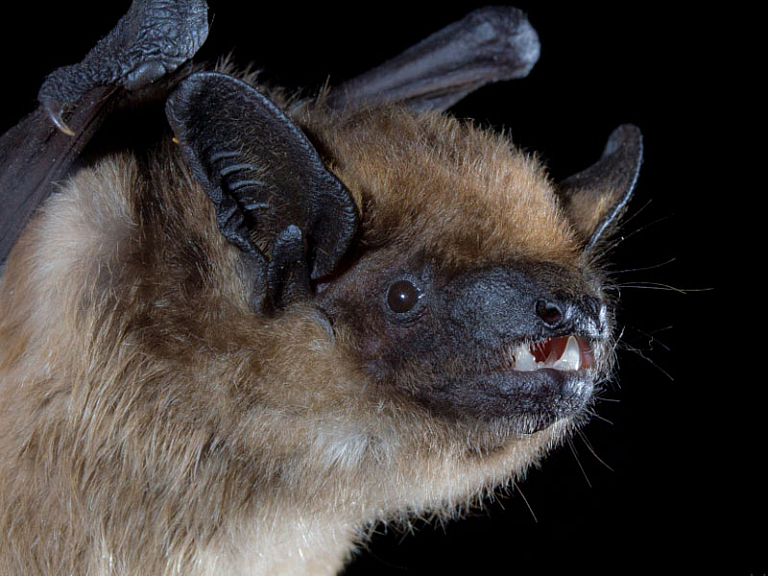 Morcego-hortelão-escuro (Eptesicus serotinus)