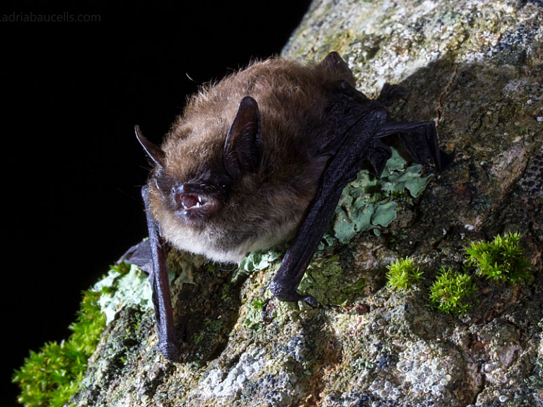 Morcego-de-bigodes (Myotis mystacinus)
