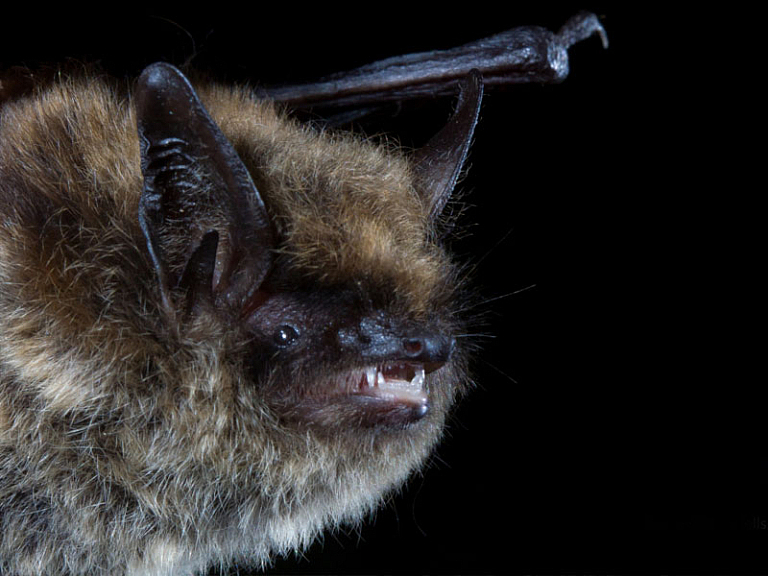 Morcego-de-bigodes (Myotis mystacinus)