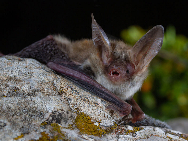Morcego-de-Bechstein (Myotis bechsteinii)
