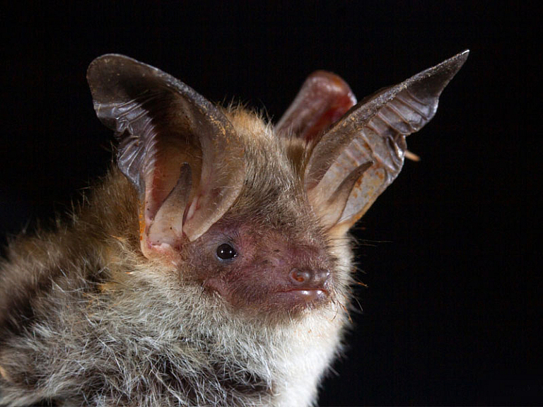 Morcego-de-Bechstein (Myotis bechsteinii)