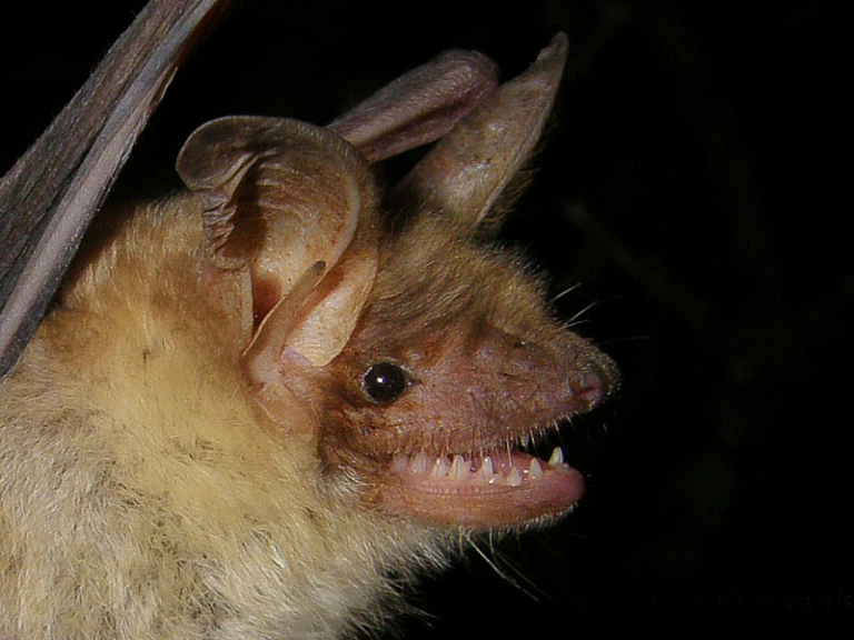 Morcego-rato-grande (Myotis myotis)