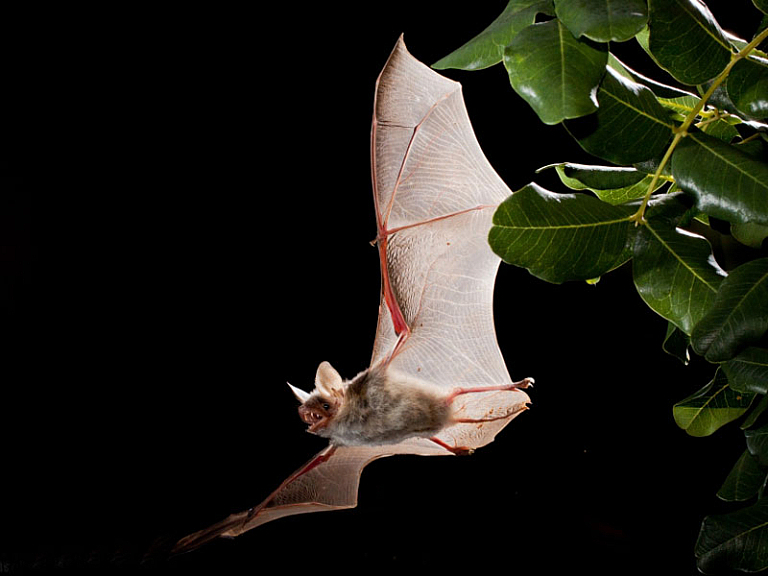 Morcego-rato-grande (Myotis myotis)