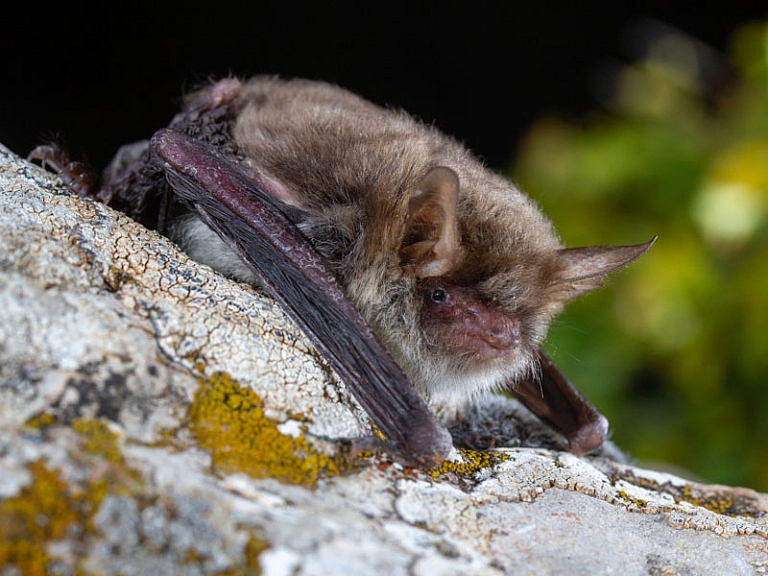 Morcego-de-franja-críptico (Myotis crypticus)