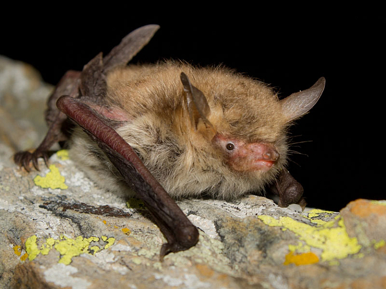 Morcego-de-franja-críptico (Myotis crypticus)
