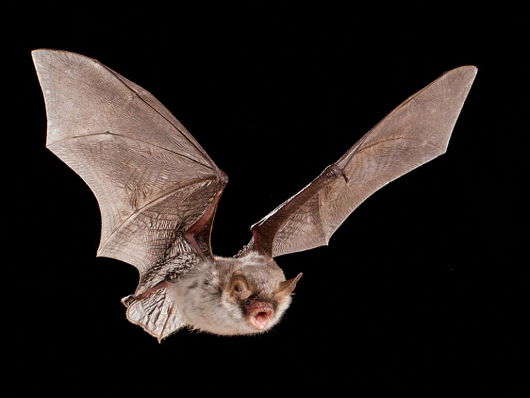 Morcego-de-franja-críptico (Myotis crypticus)