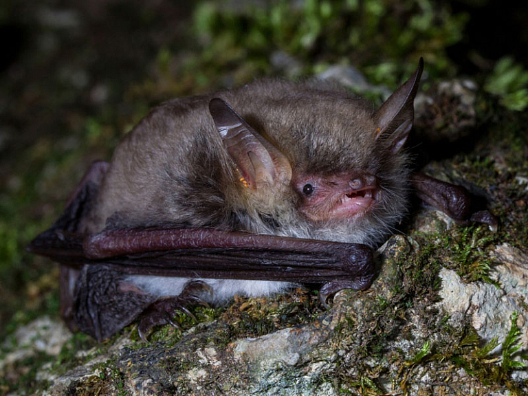 Cabrera saguzar