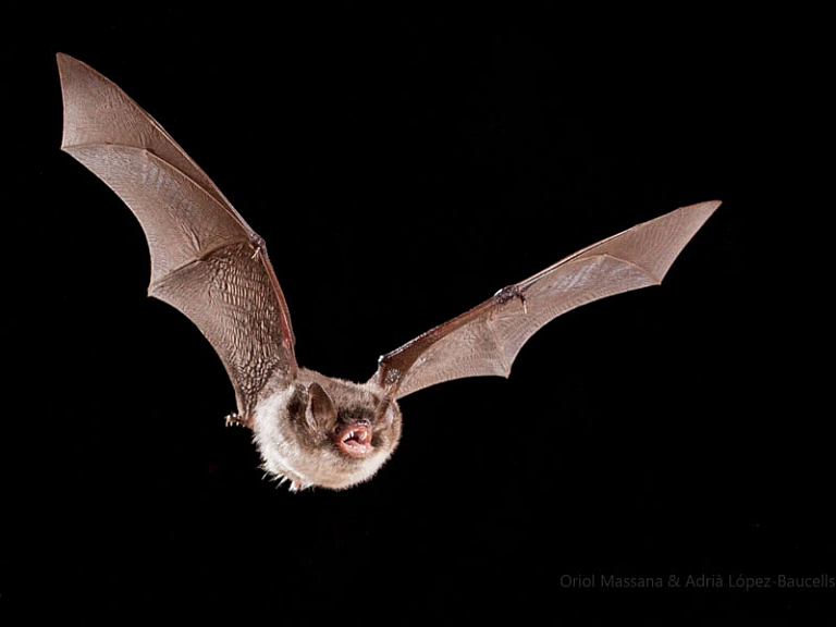 Murciélago ratonero ribereño