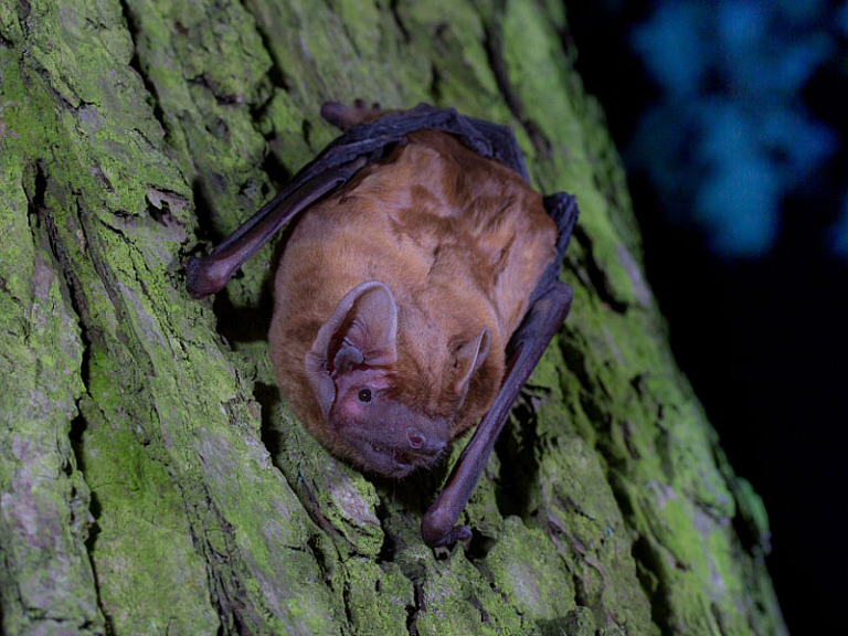 Noctule commune Noctule commune
