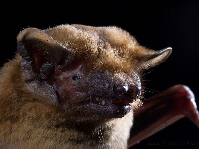 Noctule commune Noctule commune