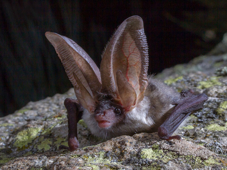 Morcego-orelhudo-cinzento (Plecotus austriacus)