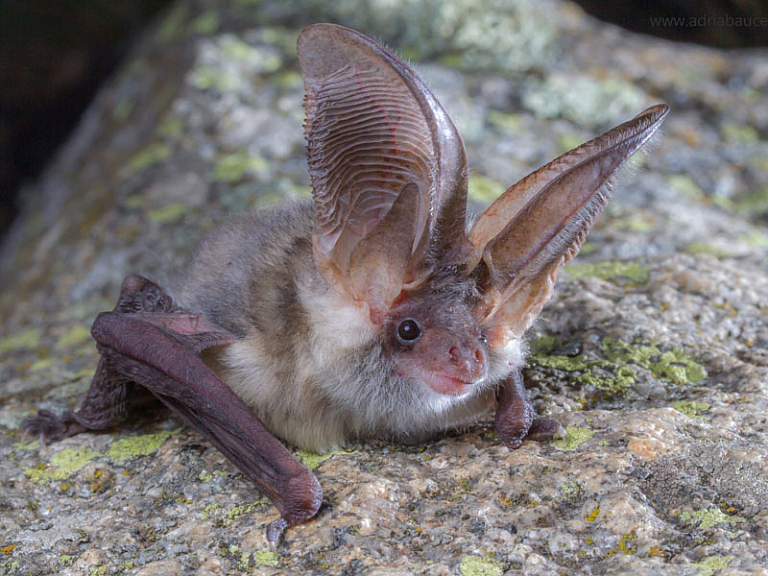 Morcego-orelhudo-cinzento (Plecotus austriacus)