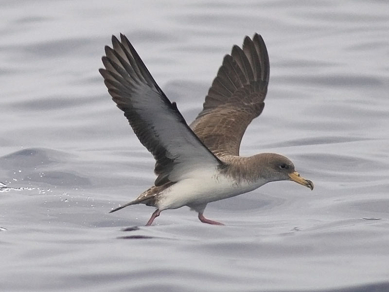 Puffin cendré