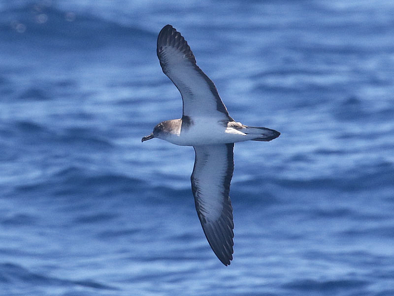 Pardela cenicienta de Cabo Verde