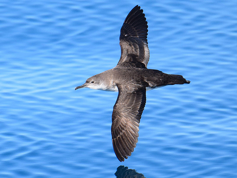 Puffin yelkouan Puffin yelkouan