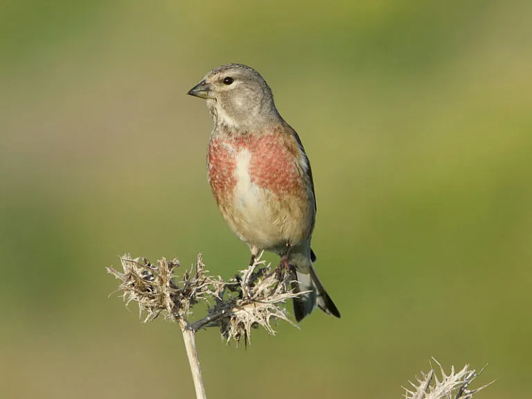 Eurasian linnet