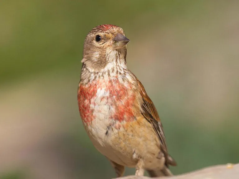 Eurasian linnet