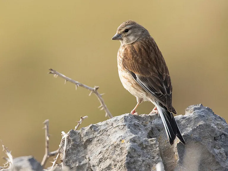 Eurasian linnet