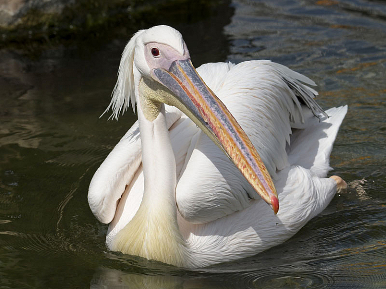 Pelicà blanc comú (Pelecanus onocrotalus) Pelicà blanc comú (Pelecanus onocrotalus)