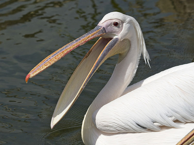Pelicà blanc comú (Pelecanus onocrotalus) Pelicà blanc comú (Pelecanus onocrotalus)