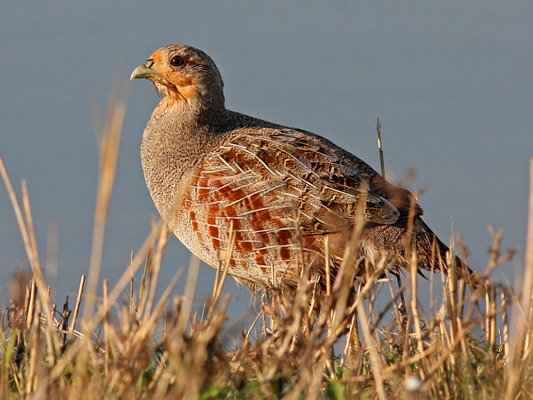 Grey partridge