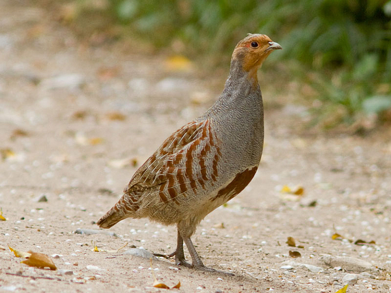 Grey partridge