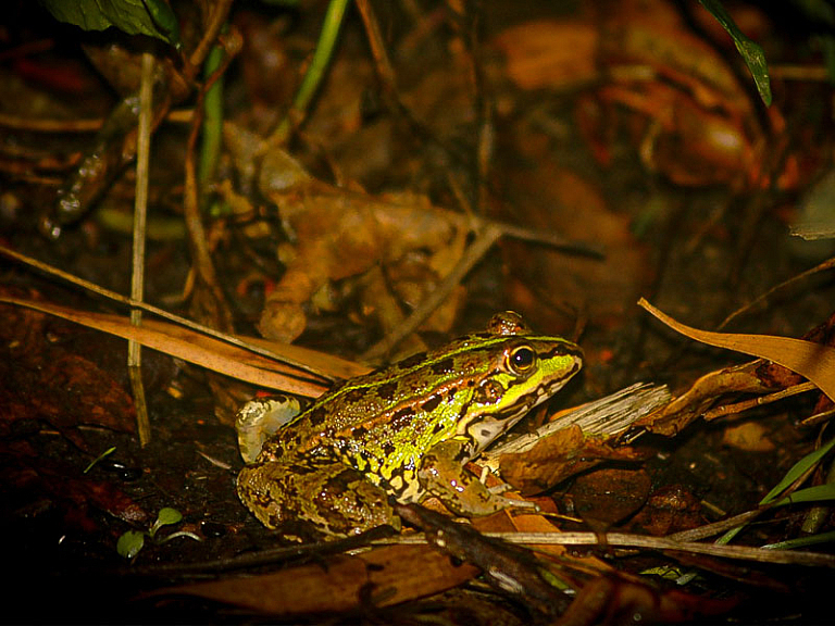 Iberian green frog