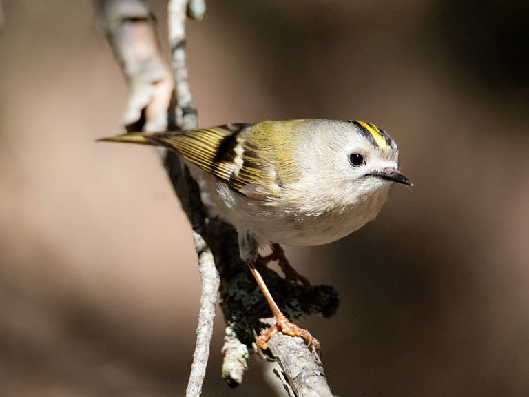 Reietó (Regulus regulus) Reietó (Regulus regulus)