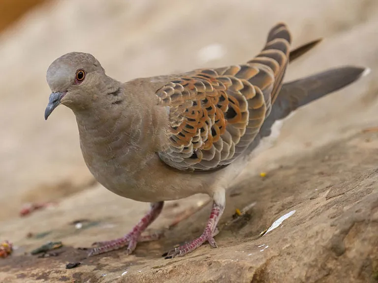 Tórtola europea