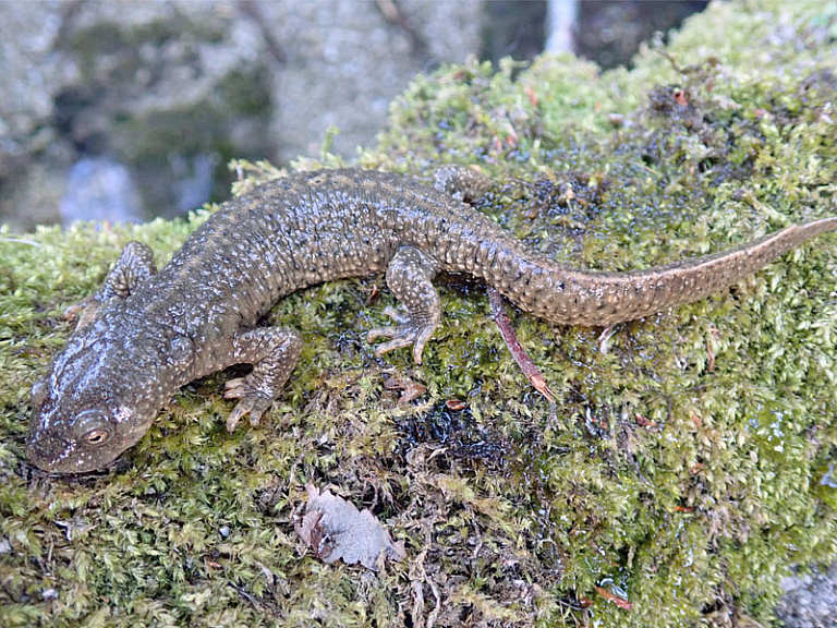Piriniotar uhandrea (Calotriton asper)