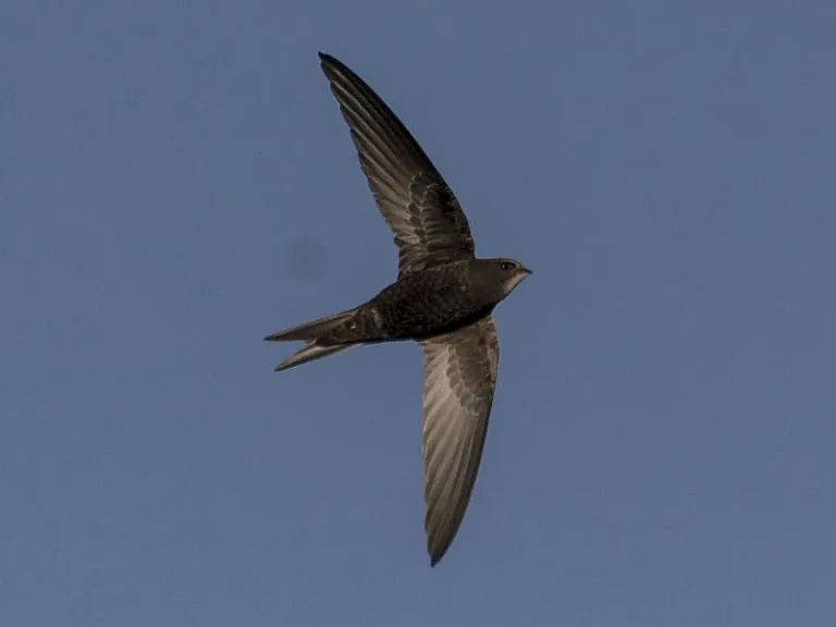 Common swift Common swift