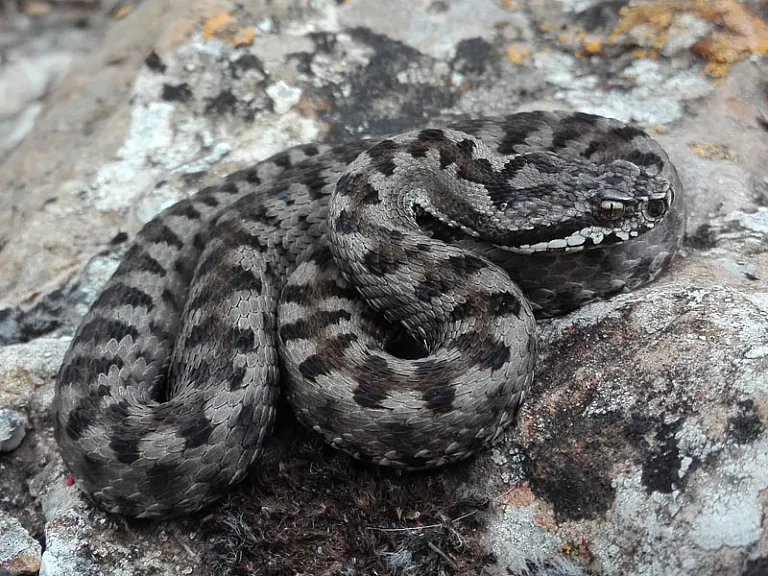 Víbora áspid