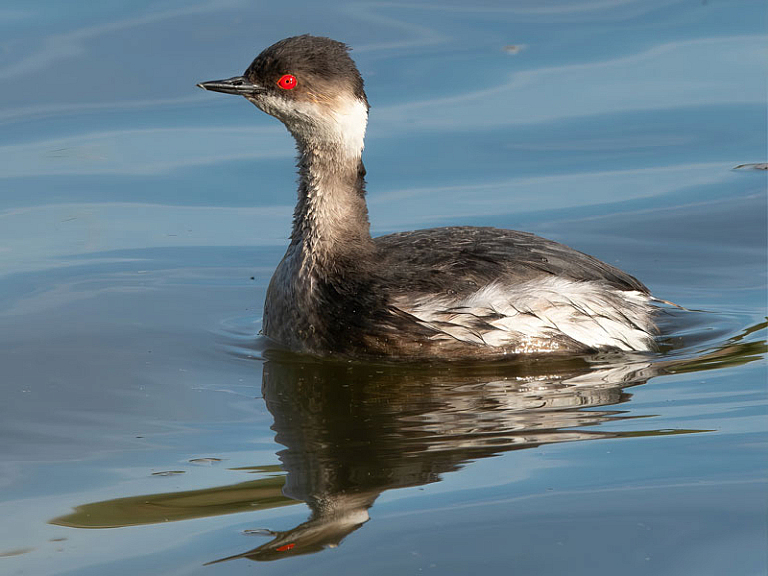 Black-necked grebe