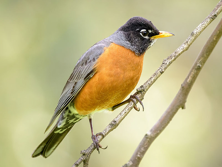 Zorzal americano (Turdus migratorius)