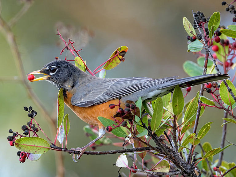Zorzal americano (Turdus migratorius)