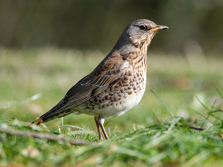 Fieldfare